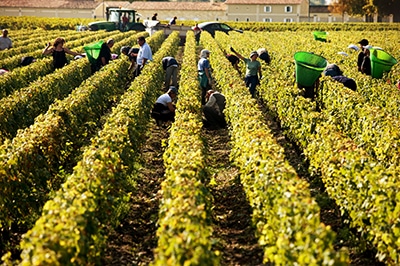 Bordeaux wijnvelden